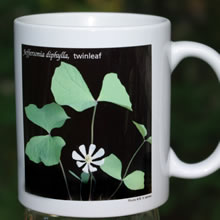 mug jeffersonia 8134.jpg